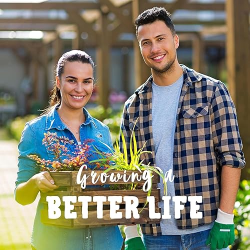 Miniatura 7 de Voodoo Sedum 25 Semillas - Sedum spurium - Cubierta de suelo perenne sin OMG - Suculenta tolerante a la sequía - 112 a 119 días - Cultivo de piedra