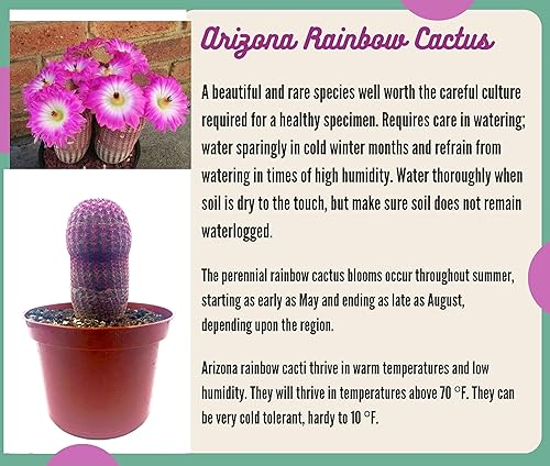 Miniatura 4 de Cactus Arco Iris Grande de 4"-6" Echinocereus rigidissimus-Rojo Rosa, Cactus VivoPlanta Suculenta. Tolerado a la sequía, fácil de cultivar.