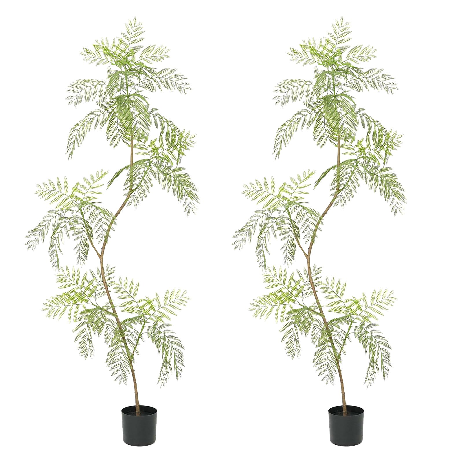 zamioculcas variegata kaufen Zamioculcas Zamiifolia Variegata – Foliage Dreams