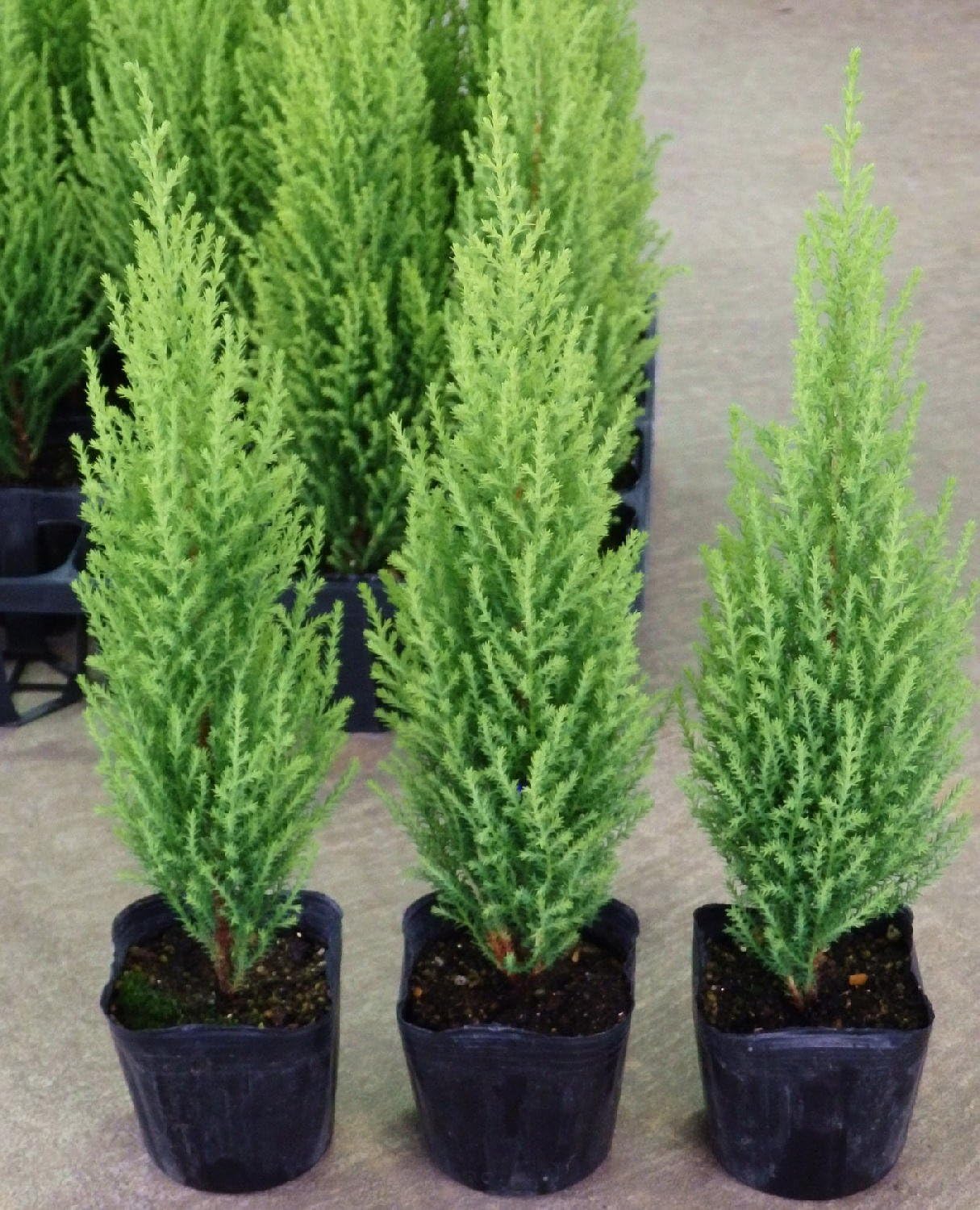 Amazon コニファー ゴールドクレスト ウィルマ 24ポットセット 2 5 3号 庭木 セット販売 まとめ買い ガーデン苗 植木