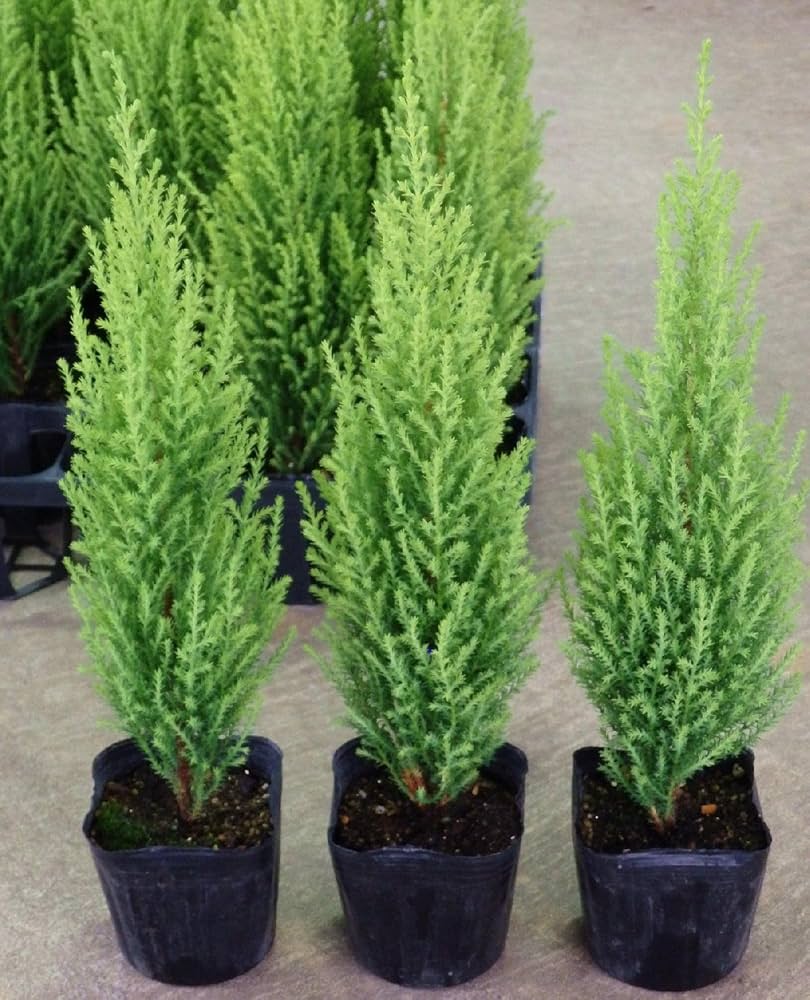 Amazon | コニファー ゴールドクレスト ウィルマ 12ポットセット(2.5