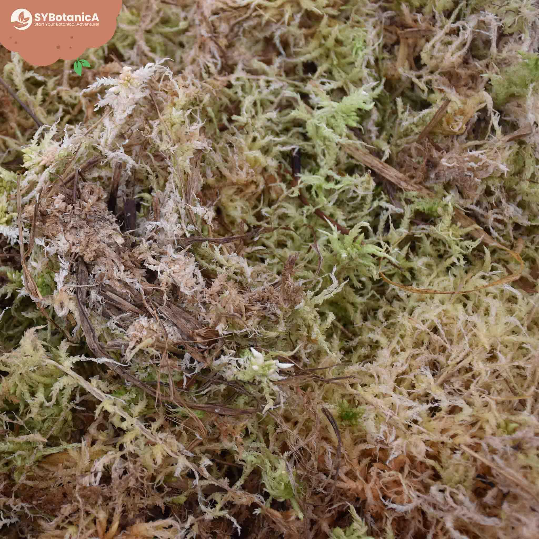 Sybotanica Mech torfagnum 36 l, mech sphagnum do storczyków i terrarium