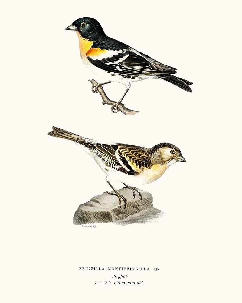 Amazon.com: Vintage Song Bird Prints by Ink Inc. | Nature
