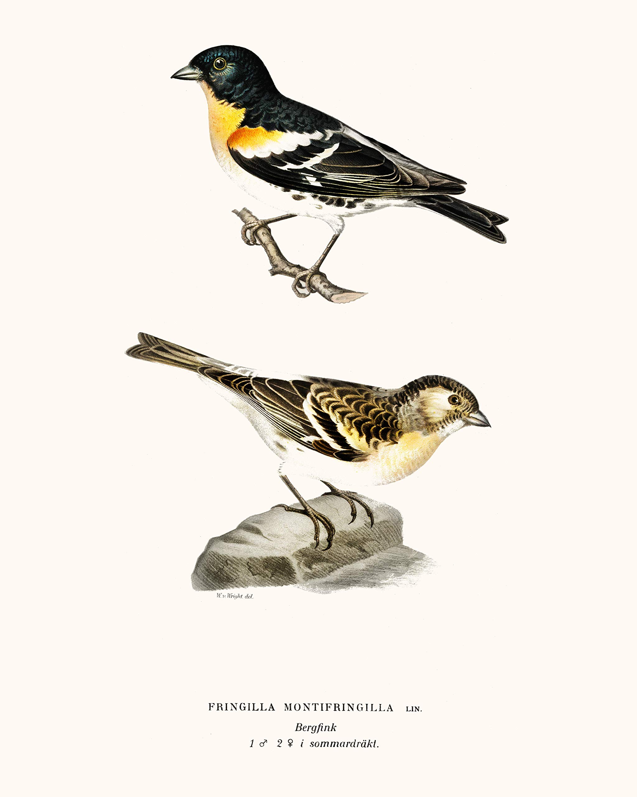 アート・デザイン・音楽 CLASSIC NATURAL HISTORY PRINTS BIRDS アート・デザイン・音楽 CLASSIC NATURAL HISTORY PRINTS BIRDS
