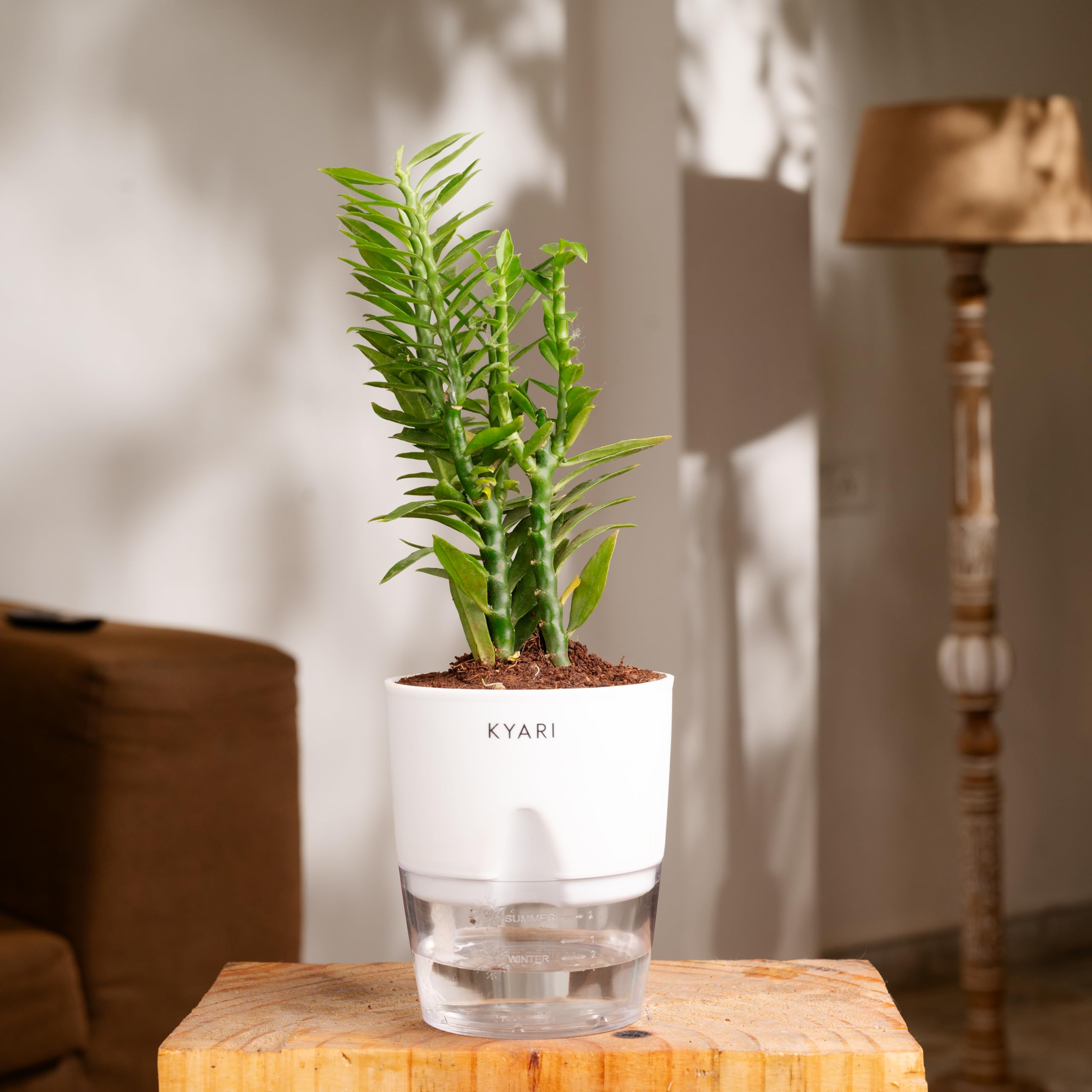 KYARI Pedilanthus Indoor Plants for Living Room | Live Plants | Plants with Red Self Watering Pot for Home | Air purifier plants | Plants for Home Decor | Plants for Garden & bedroom (B0D6N2SK9F) Amazon Price History, Amazon Price Tracker