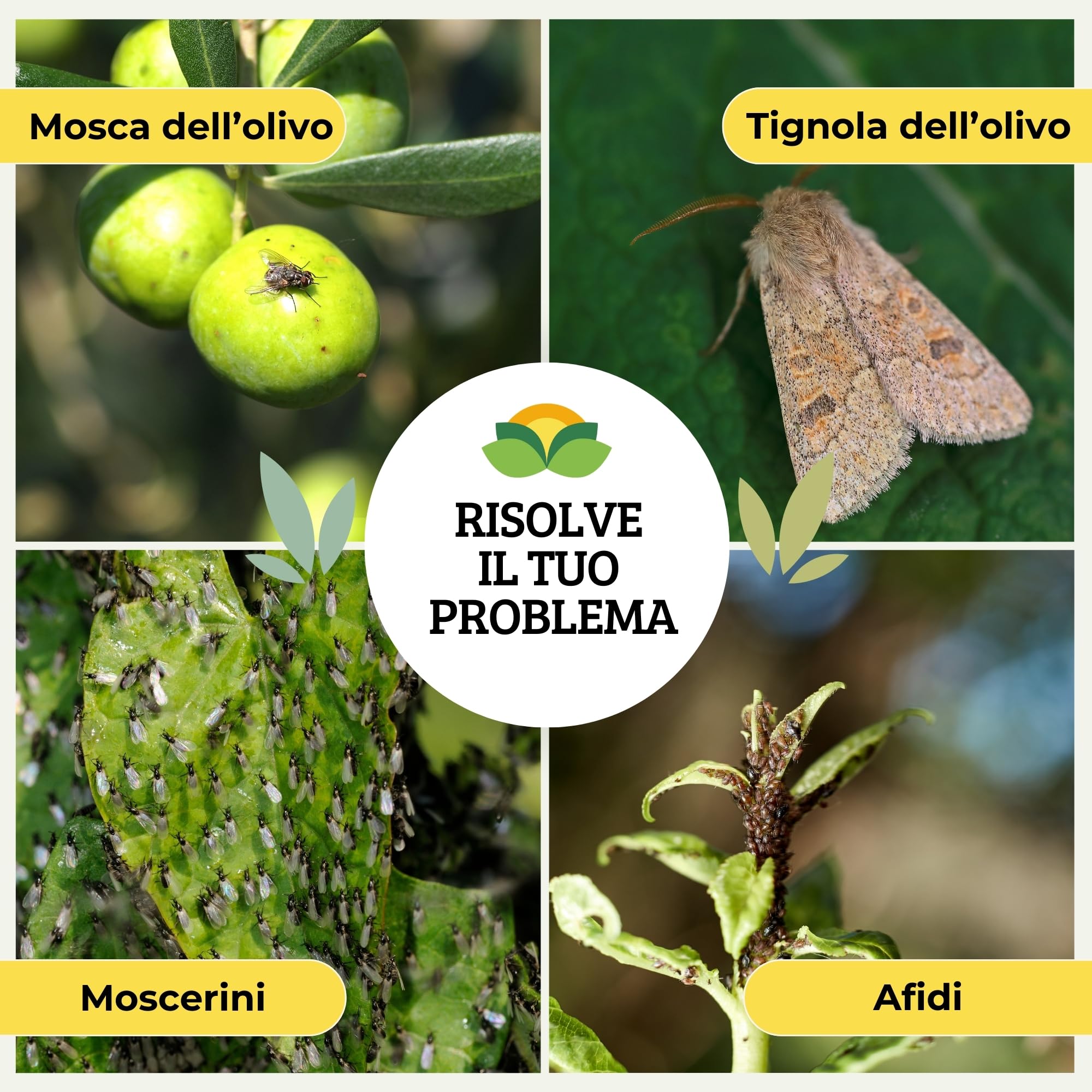 Albagarden - Trappola Cromotropica Verde Per Mosca Dell’olivo - Trappola Adesiva Senza Veleno, Fogli Cattura Insetti, Protezione Per Uliveti E Agricoltura Biologica - 5 Pannelli Appiccicosi