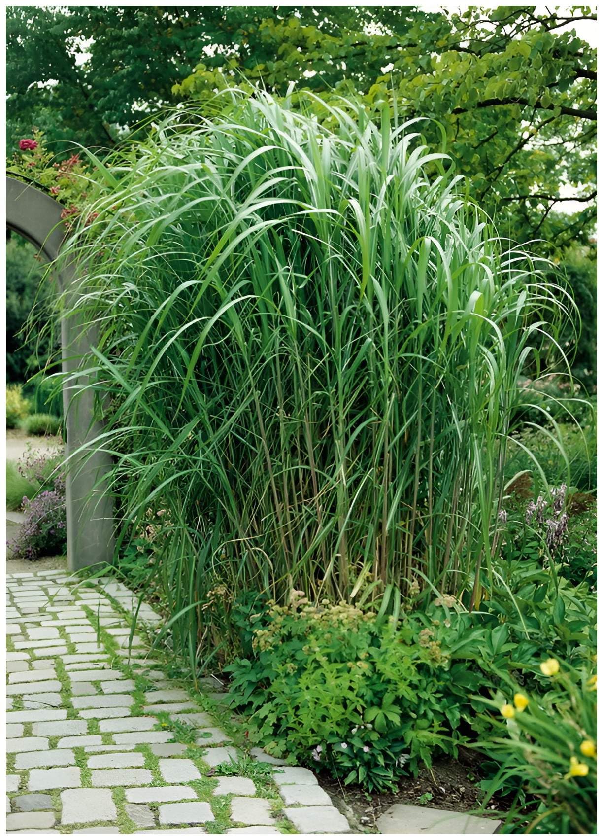 10 X Miscanthus X Giganteus Im 1L Topf - Riesenchinaschilf Elefantengras  Winterhart Sichtschutz Hecke