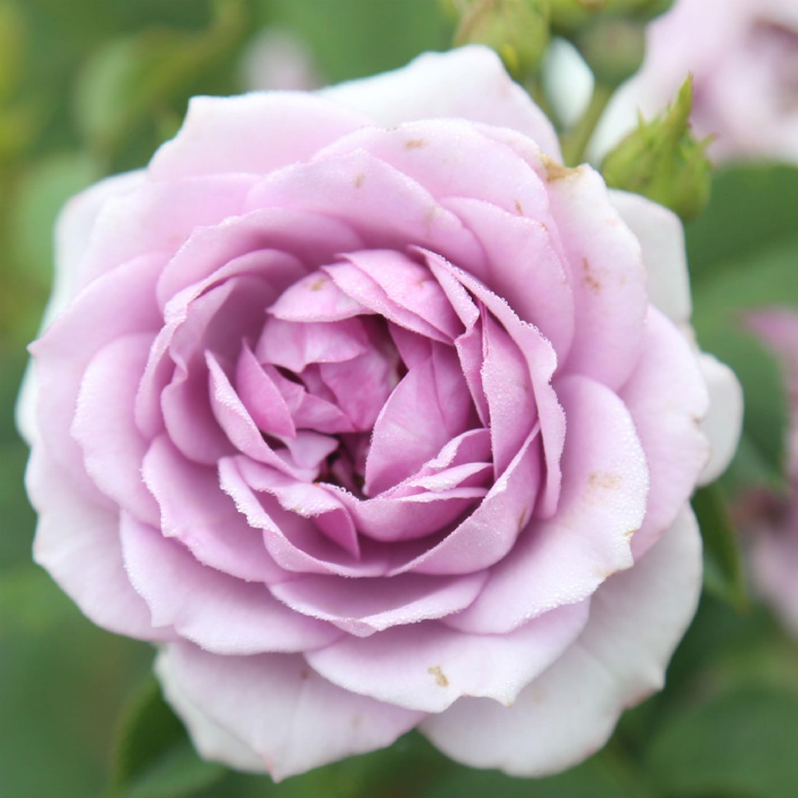 Veranda Lavender Floribunda