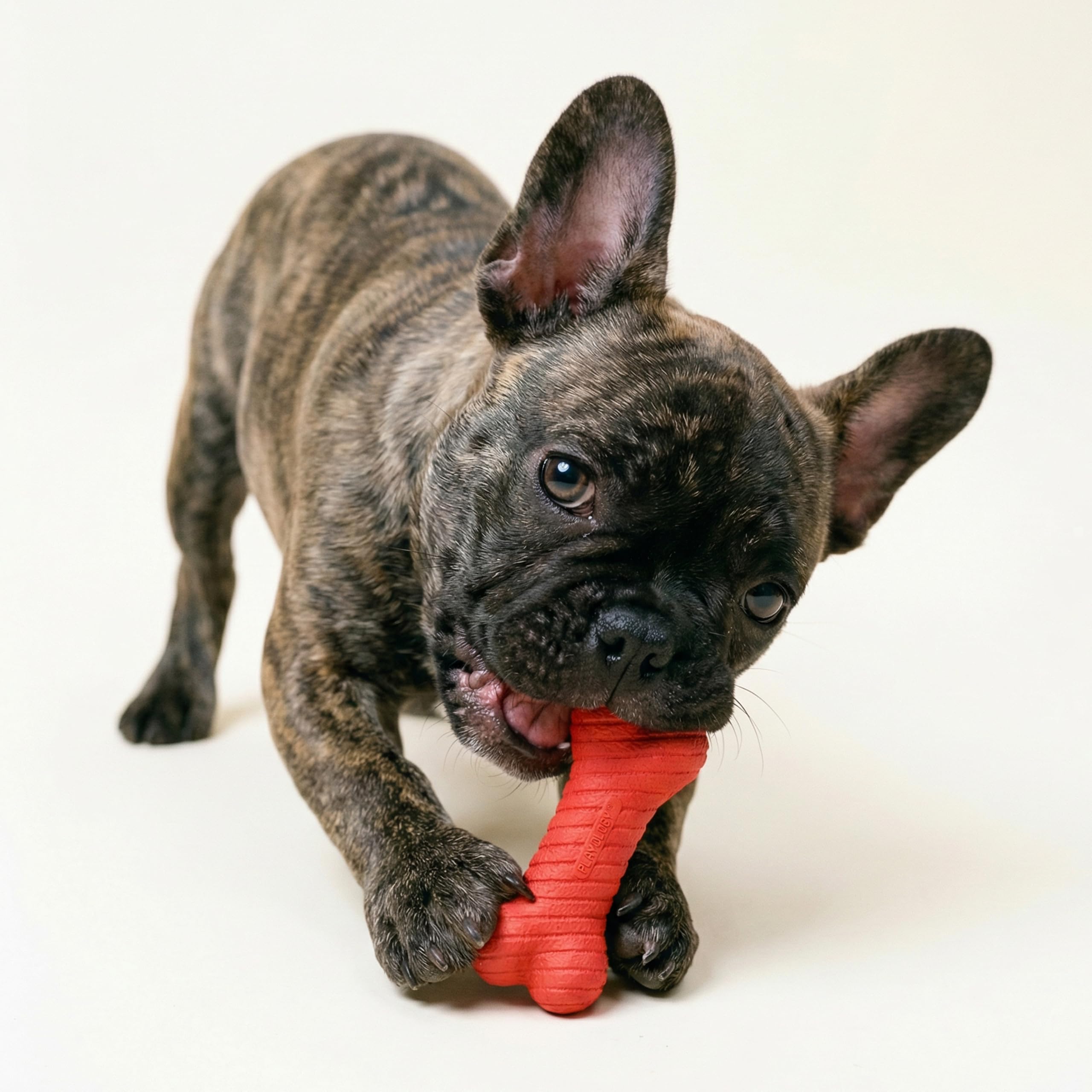 Playology Doppelschichtiger Knochen, natürliches Rindfleischduft, 3er-Pack, roter Knochen für kleine Hunde bis zu 11,3 kg, interaktiv und langlebig für harte Kauer