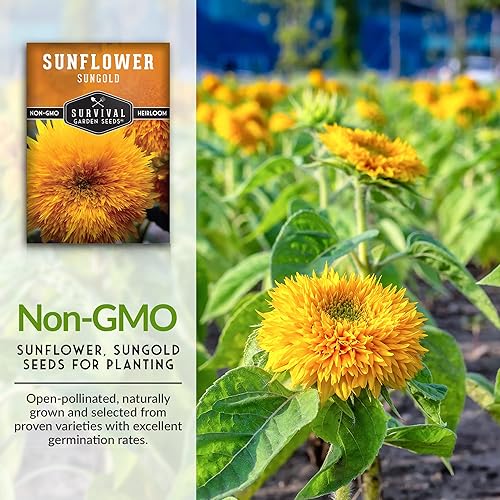 Miniatura 2 de Survival Garden Seeds - Semilla de girasol enano Sungold para plantar - Paquete con instrucciones para plantar y cultivar flores de oso de peluche