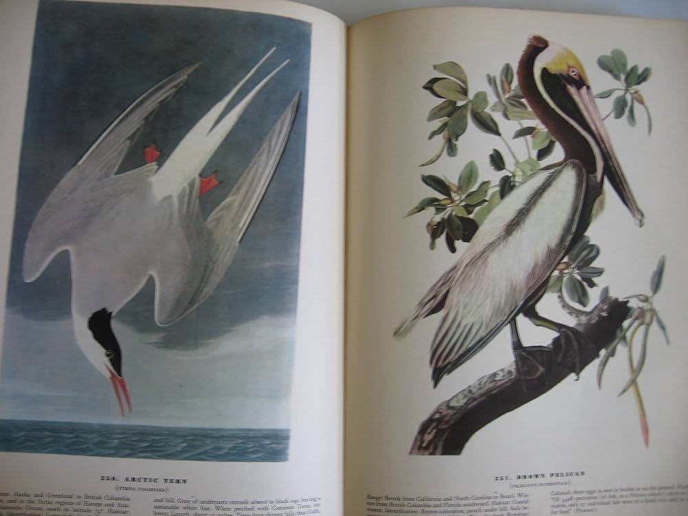 The Birds of America from Original Drawings by John James Audubon The Birds of America from Original Drawings by John James Audubon