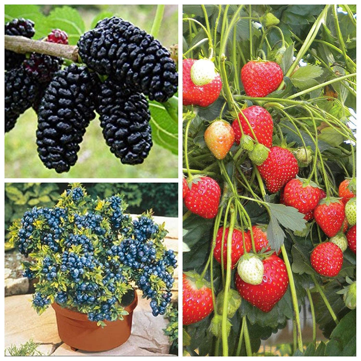 Dwarf Fruit Seeds Combo Mulberry, Blueberry, Strawberry -5 x 3-15 Seeds (B0C5S1NHCJ) Amazon Price History, Amazon Price Tracker