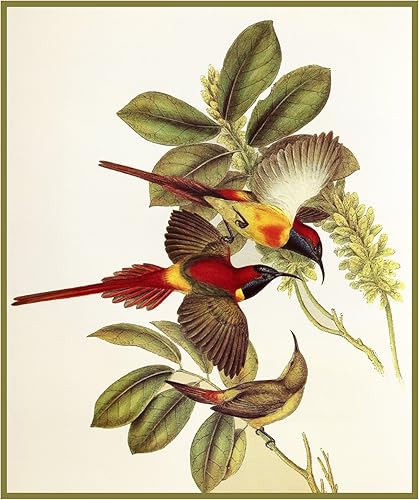 Miniatura 1 de Orenco Originals Patrón de punto de cruz con diseño de pájaros de gould naturalista de cola de fuego