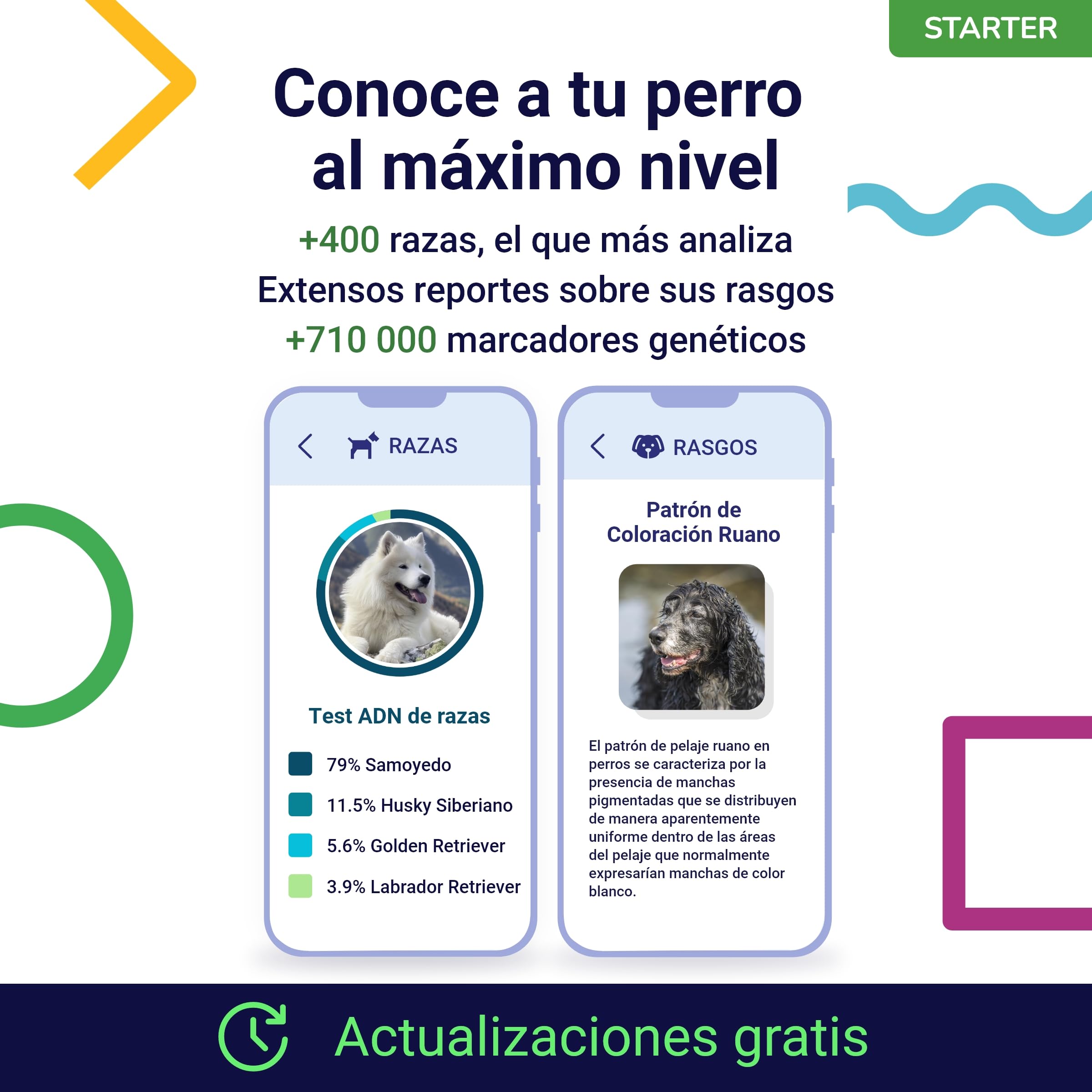 Koko Genetics - Test ADN para Perros Starter (Reportes de Razas y Rasgos) - Actualizaciones sin Coste.
