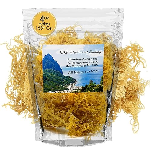 Musgo marino crudo irlandés certificado de cosechado silvestre de Santa Lucía, hace gel de 165 onzas, grado Dr.Sebi, poderosos antioxidantes,