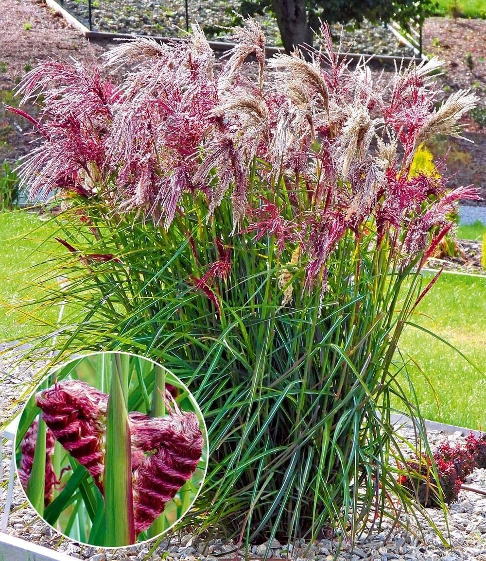 BALDUR Garten 5x Miscanthus Boucle®, Knollen in Größe I