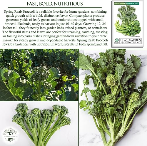 Miniatura 5 de Semillas de brócoli Raab Rapini de primavera, 300 semillas por paquete, semillas sin OMG, nombre botánico: Brassica oleracea, Isla's Garden Seeds