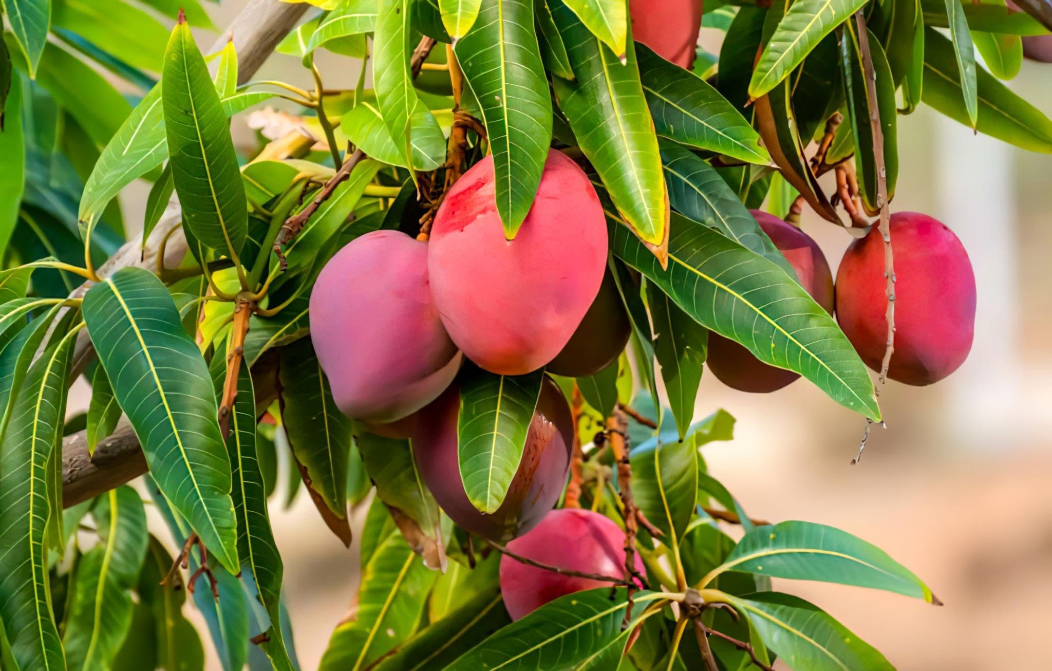 Miyazaki Mango Tree Plant Hybrid Grafted Japanese Sweet Red Miyazaki Mango Tree Fruit Plant