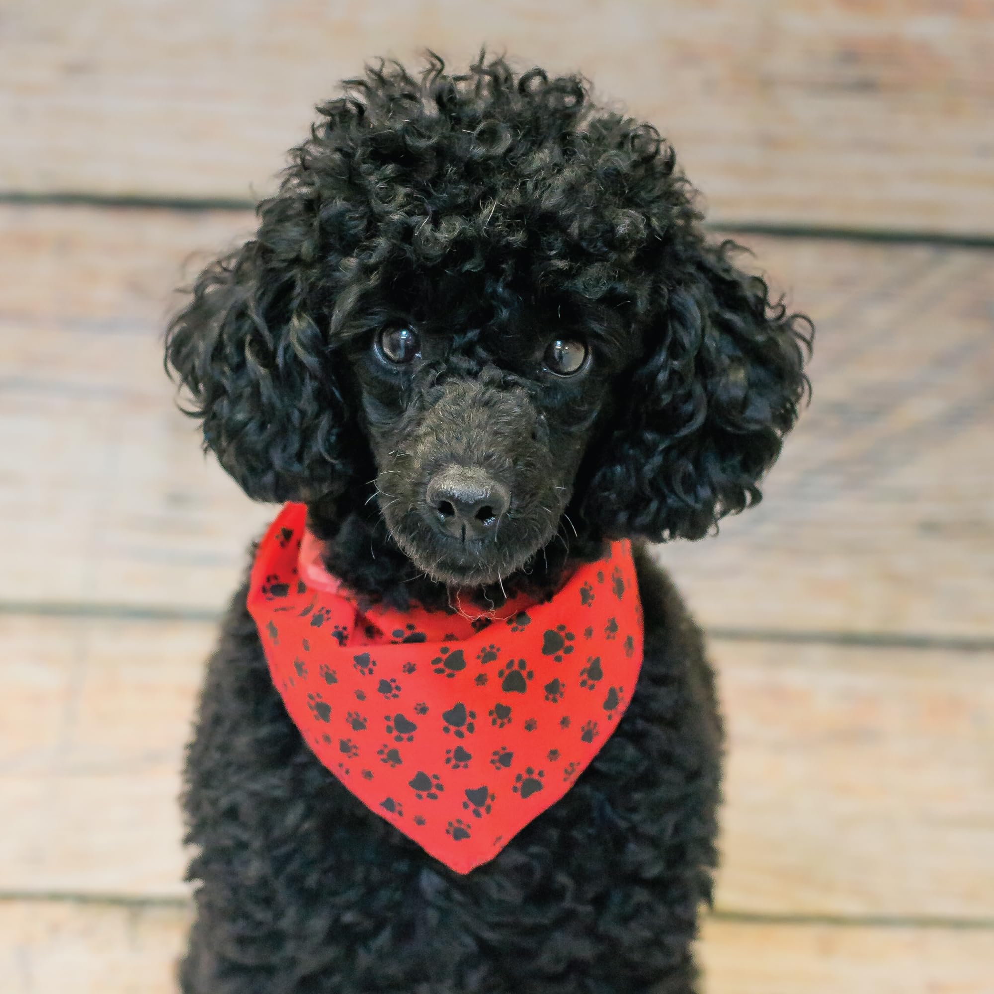 Lot de 60 bandanas de toilettage pour chien Motif pattes et os