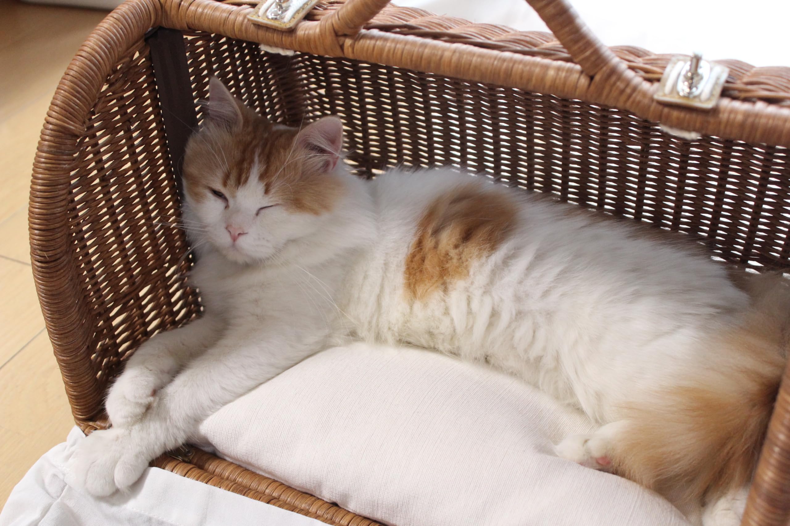 Amazon.co.jp: シンシアジャパン ラタンキャリーマイン ブラウン SC