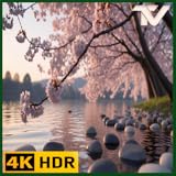 日本の桜公園 - 穏やかな音楽とともに舞い散る桜の花びら