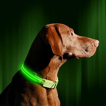 Amazon Illumiseen 犬用首輪 Led 光る Usb充電対応 夜でもかわいいワンちゃんが視認可能 いつでも見つけられ安全安心 6サイズで大型犬 中型犬 小型犬に対応 6色 L 約48 最小 約60 最大 ネオングリーン Illumiseen ベーシック首輪 通販