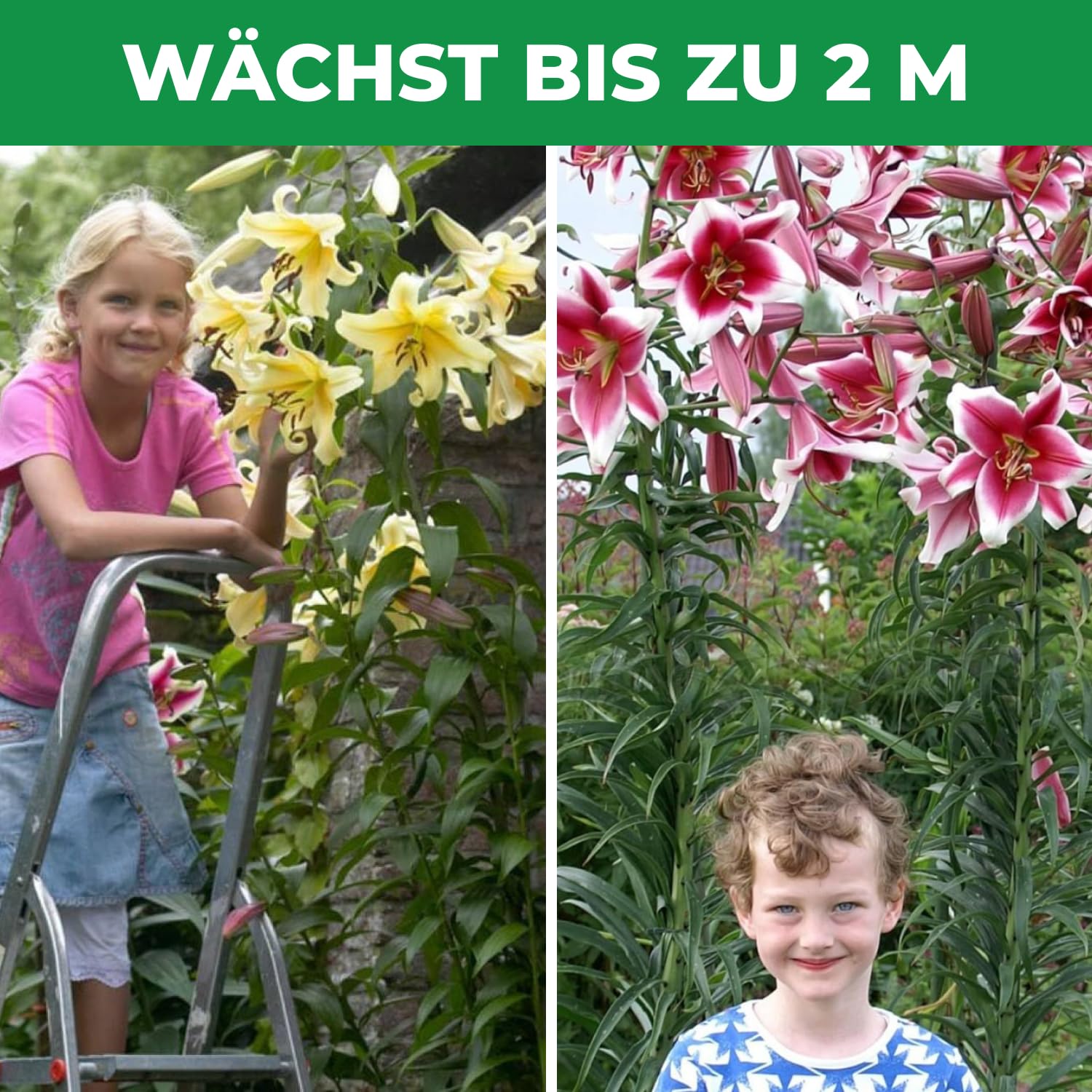 Bulbos De Lilium 8 Bulbos De Lirio Lilium Brownii - Plantas De Flor  Perennes Para Maceta O Jardín | Fáciles De Cultivar Jardín Balcón Cultivo, image size:1500x1500