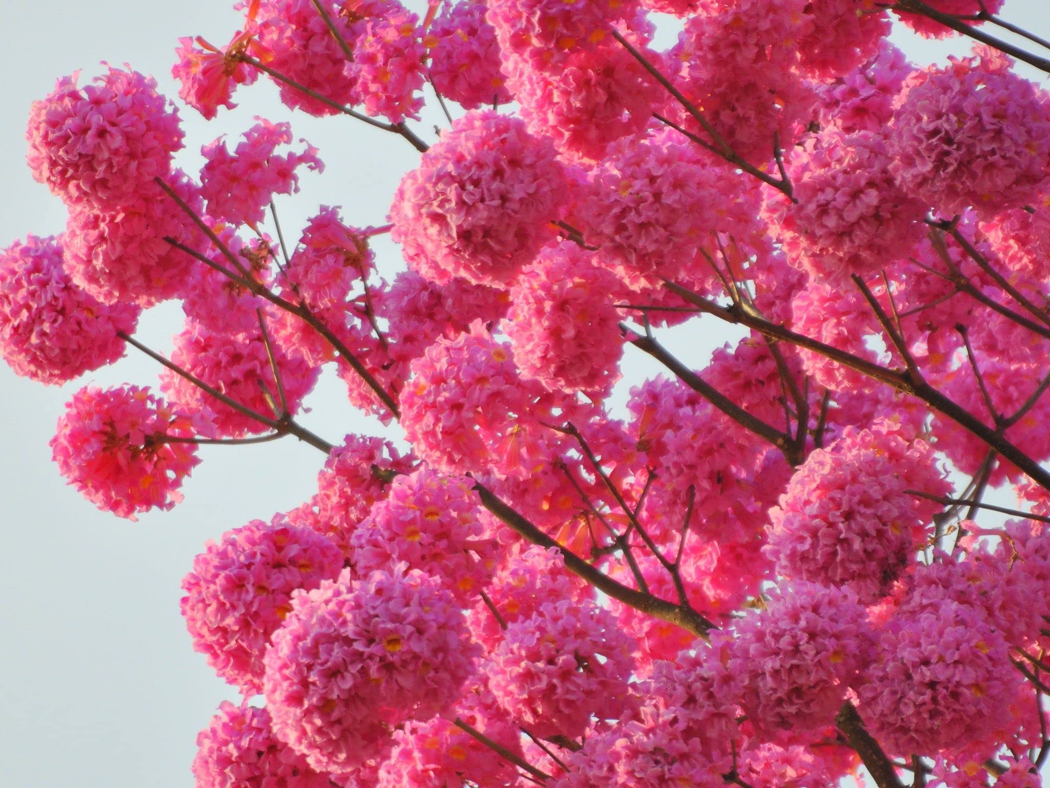 Green Paradise Tabebuia avellanedae Pink Trumpet tree Seeds Pack (10 seeds) Beautiful Pink Flowering Easy And Fast Growing Tree Seeds (B0C3YN4P97) Amazon Price History, Amazon Price Tracker