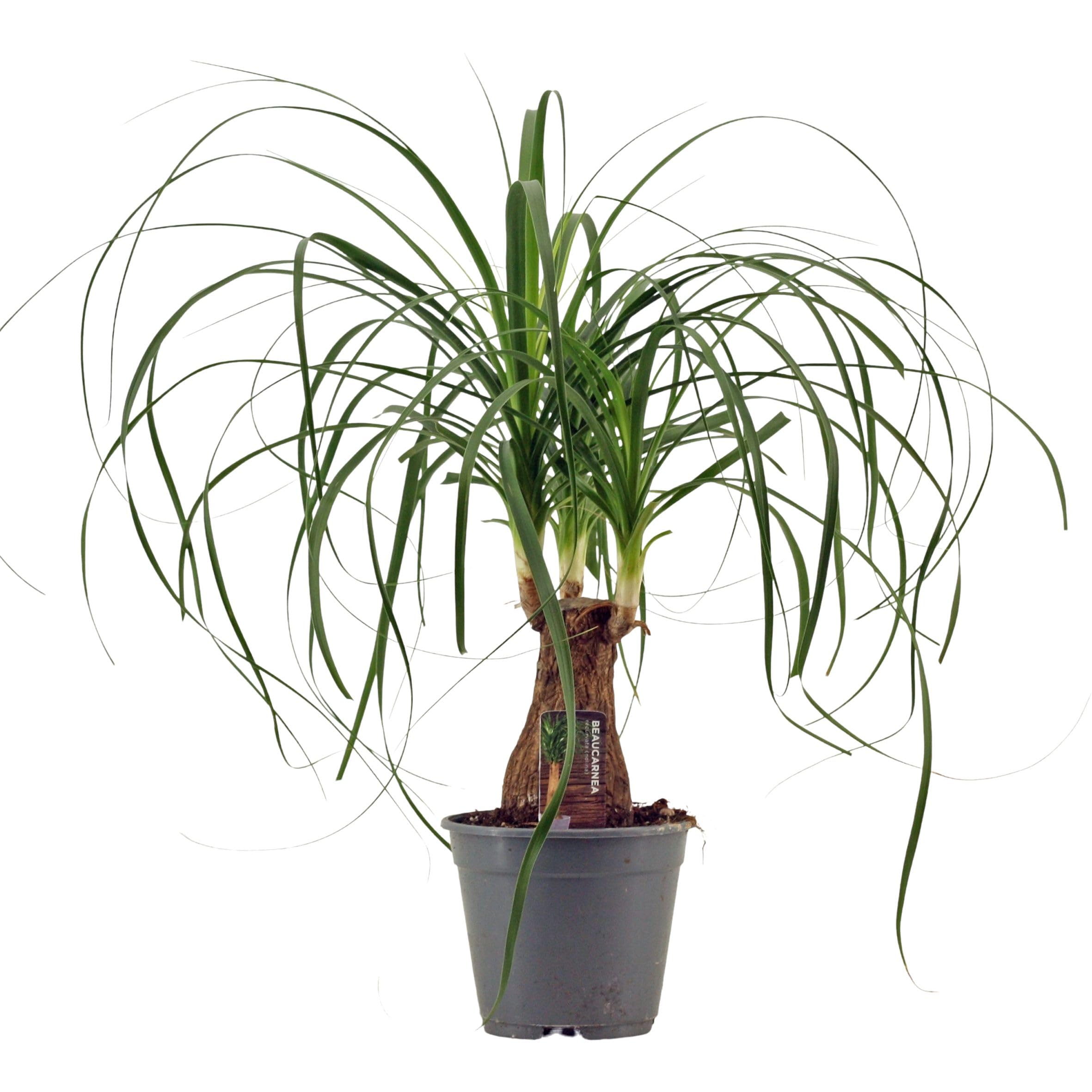 Beaucarnea Recurvata (Elefantenfu) 40-50 cm  Pflegeleichte Zimmerpflanze  | Flaschenbaum, Wasserpalme, Luftreiniger & Deko fr Zuhause & Bro : Amazon.de:  Garten