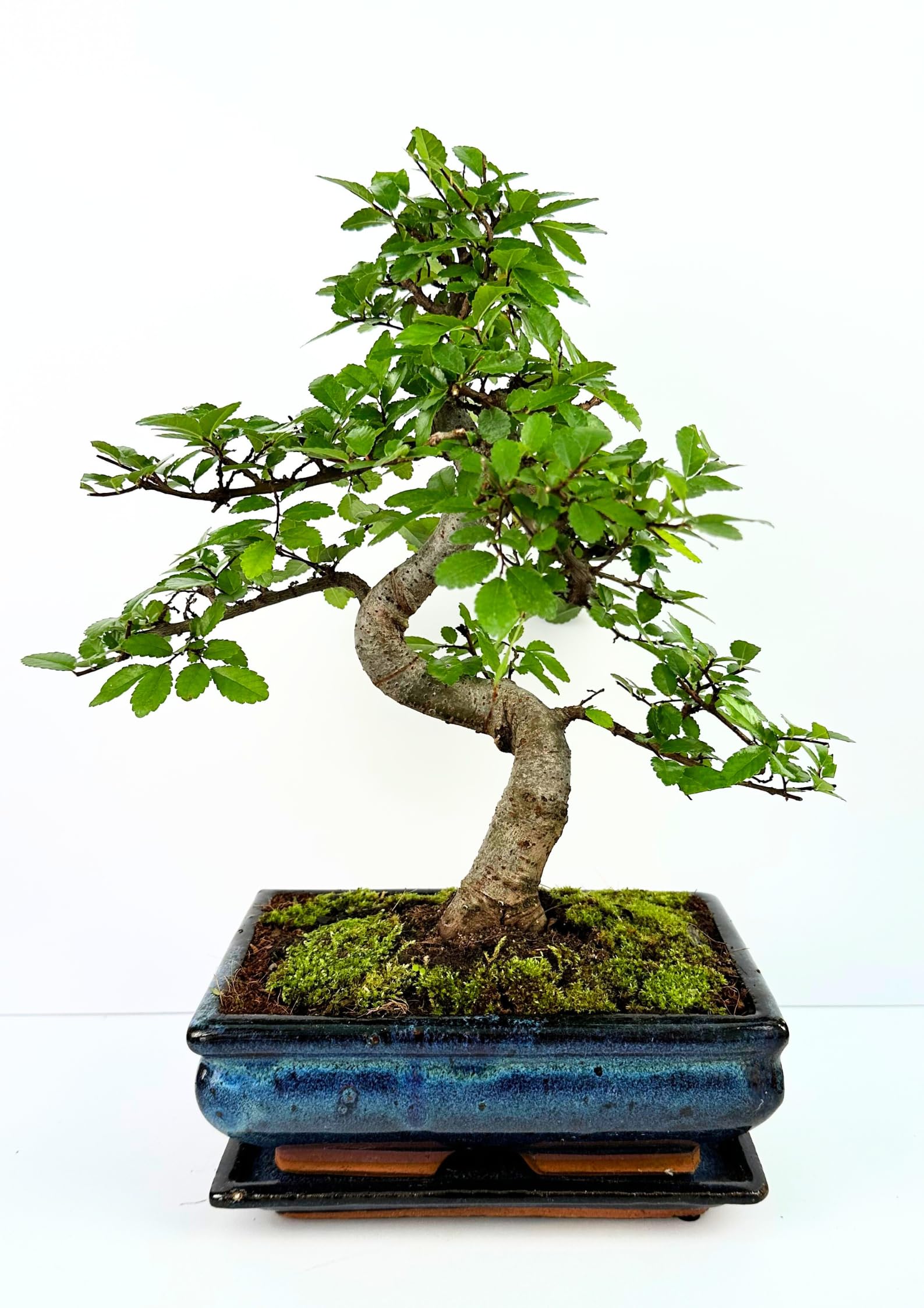 Bonsaï Arbre avec pot de fleurs en céramique d'env. 25-35 cm de haut, soucoupe et ciseaux - Coffret cadeau bonsaï - (Bol de 20 cm environ 8-9 ans, bonsaï orme chinois)
