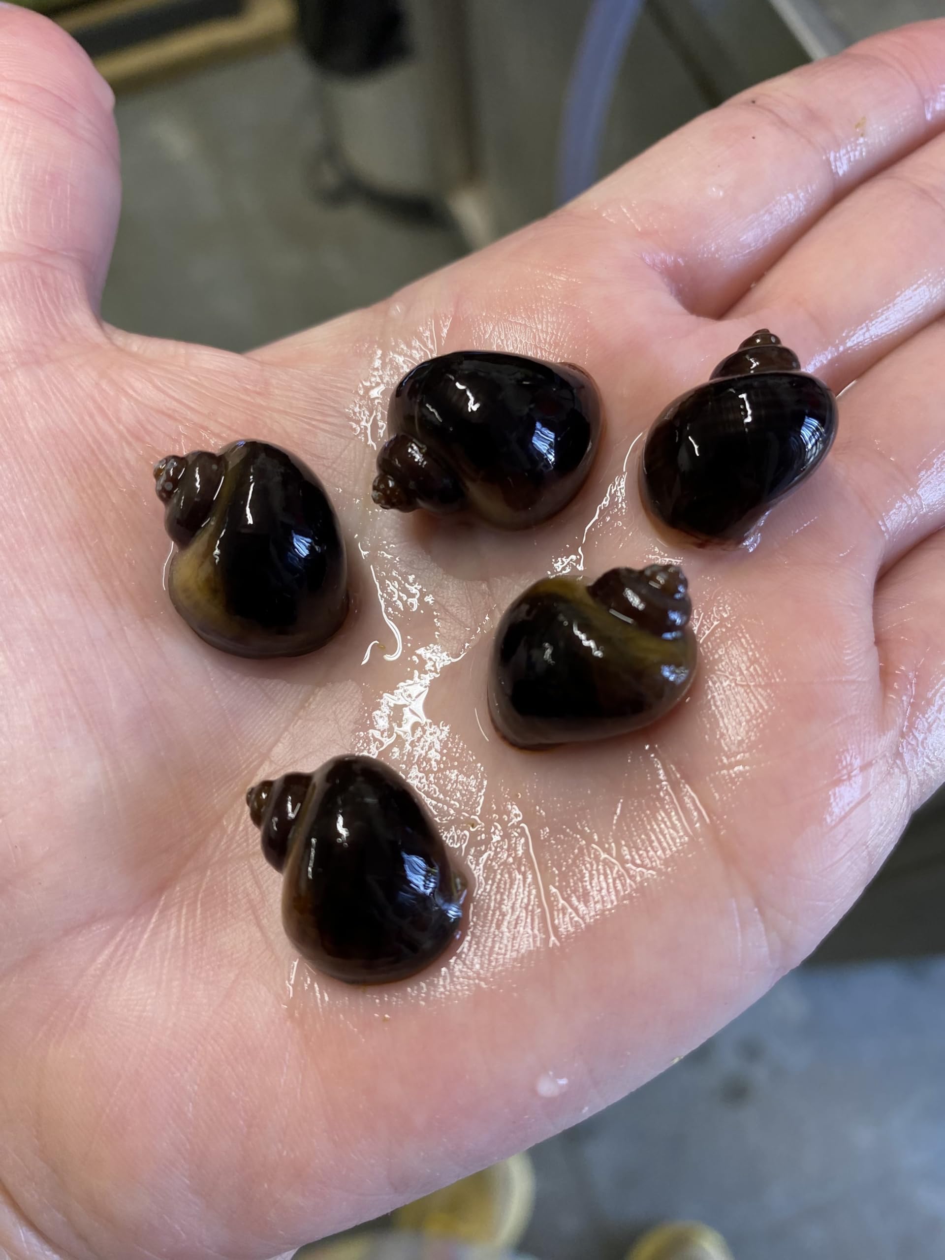 4 x Black/Brown Mystery Snails Freshwater Aquarium Live Bridgesii