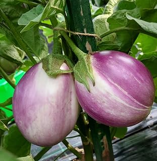 Three Mo Garden | Eggplant - Heirloom, Organic, Non-GMO Canada Vegetable Seeds (10 Seeds, Rosa Bianca Organic Eggplant)
