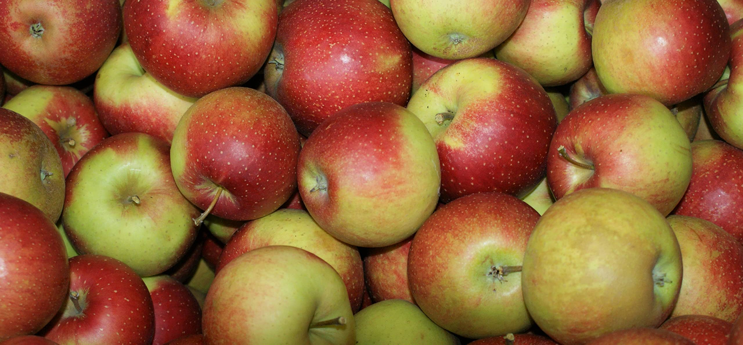 Äpfel Wellant Allergikerapfel aus Deutschland Bodensee 1-10 KG