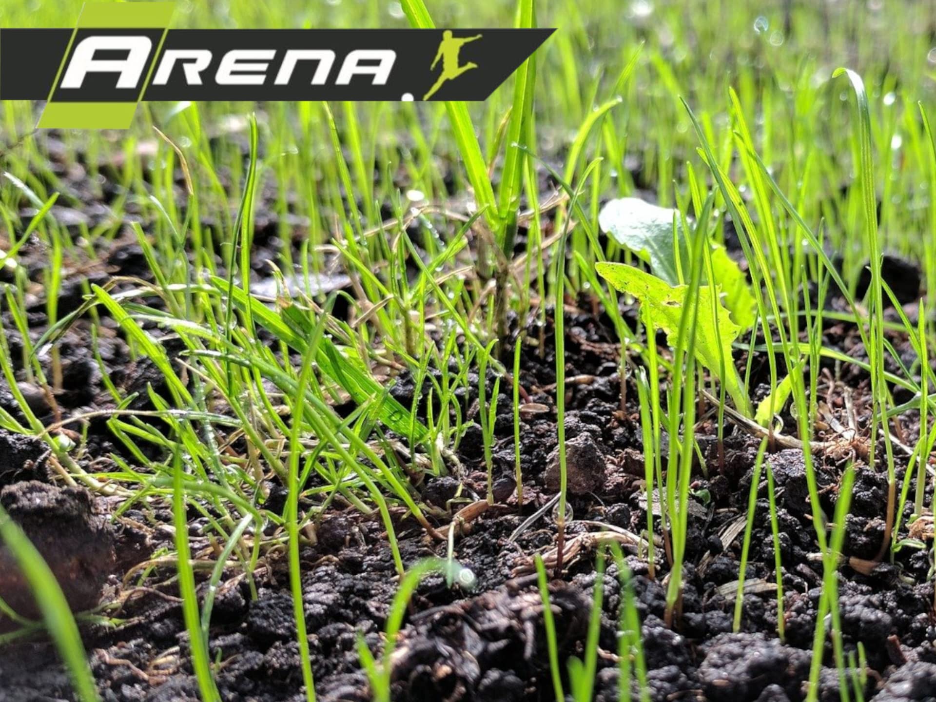 ARENA Rasenerde Premium 20x 45L I torfreduzierte, organisch gedüngte Erde mit Sand und Kompost I für Rasen Nachsaat, Neuanlage und Garten