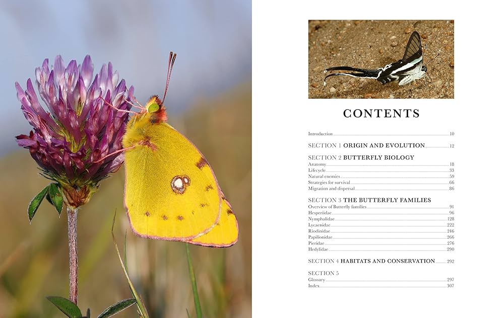 Butterflies of the World: Hoskins, Adrian: 9781921517334