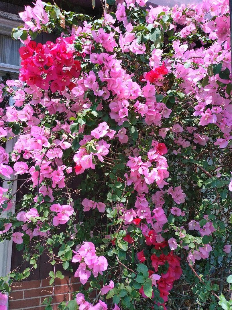 レトロ 山野草3号多肉にも最適！アラカルト10個超 セット