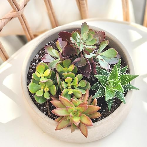 Miniatura 4 de Altman Plants, Plantas suculentas vivas (4 unidades), regalos para amantes de las plantas suculentas, plantas de interior vivas en tierra para
