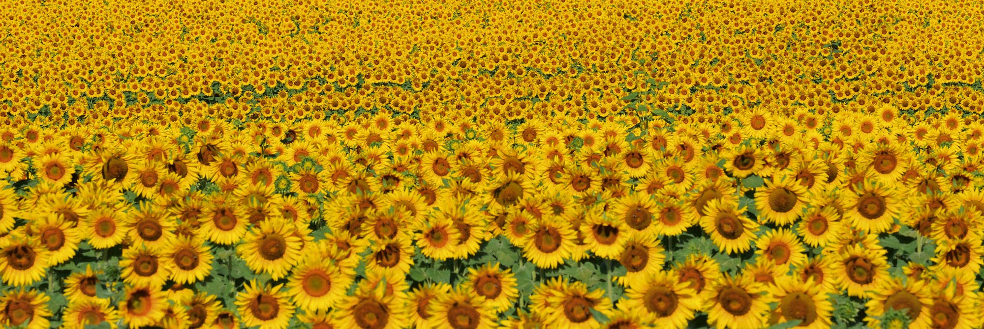 Zelfklevende keuken achterwand ZONNEBLOEMENGEBIED 260 x 60 cm | Zelfklevende spatwand keukenfolie | Waterbestendige folie voor de keuken | PREMIUM KWALITEIT | Gemaakt in de EU