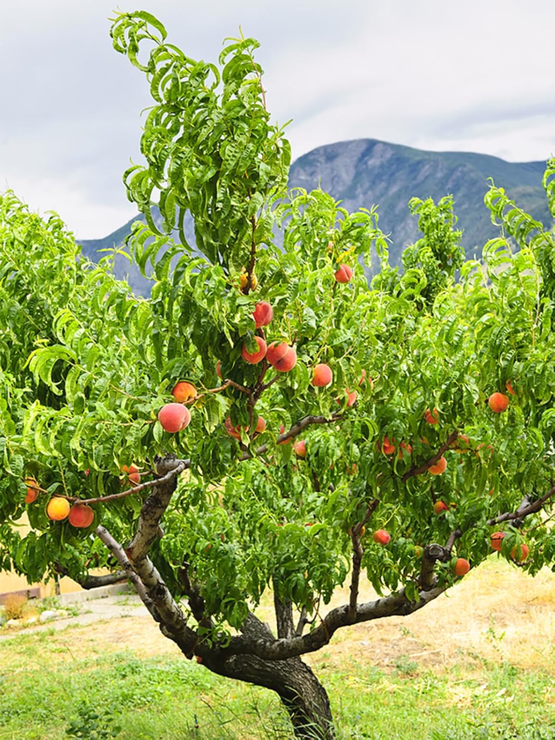 Peach Bounty Tree - 7 Gallon (Due to Agricultural Laws, we Cannot Ship to CA, AZ, AK, or HI)