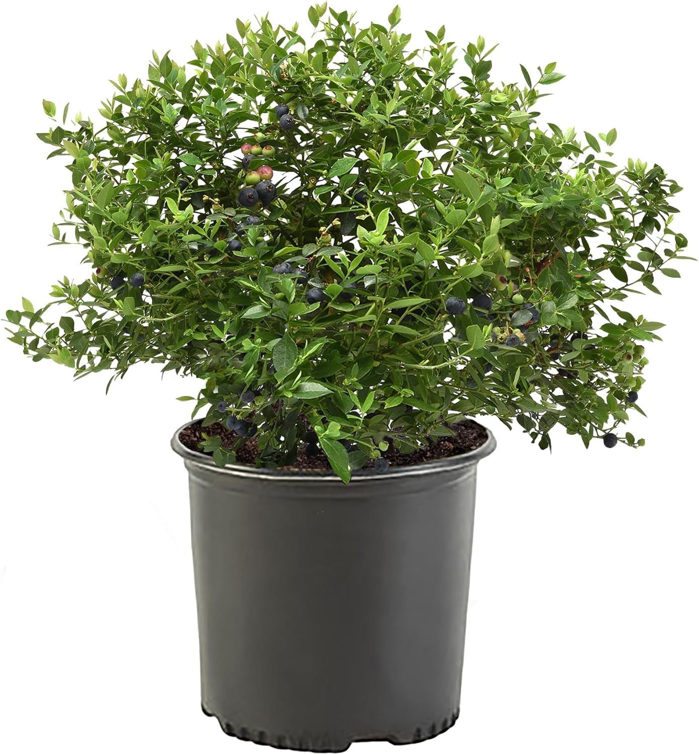 1 Gallon Duke Blueberry Plant