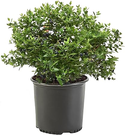 1 Gallon Duke Blueberry Plant