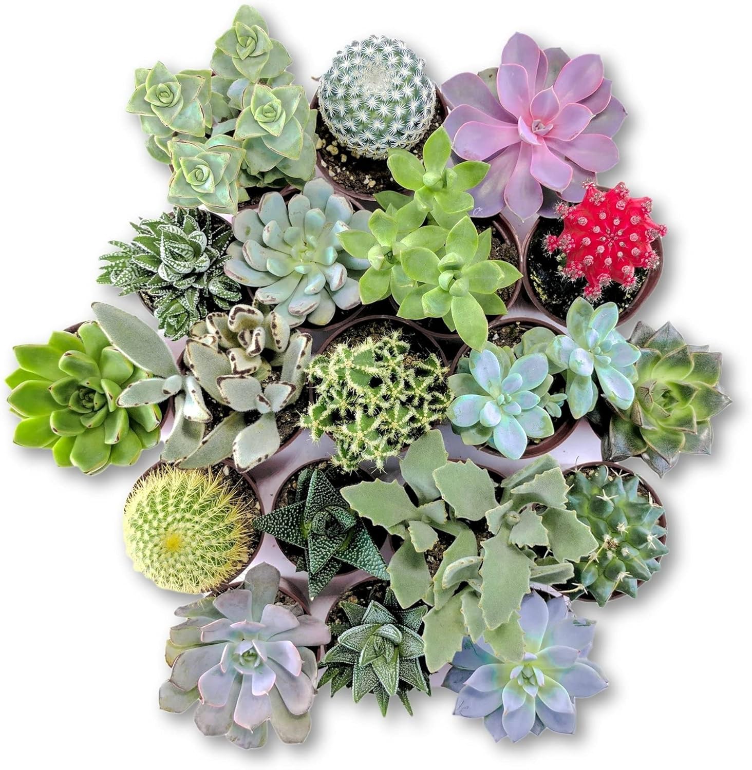 Cactus y Suculentas Plantas Variadas Naturales Pack de Plantas Crasas y Cactus Variados (5)