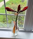 Review Image by Sara Sara