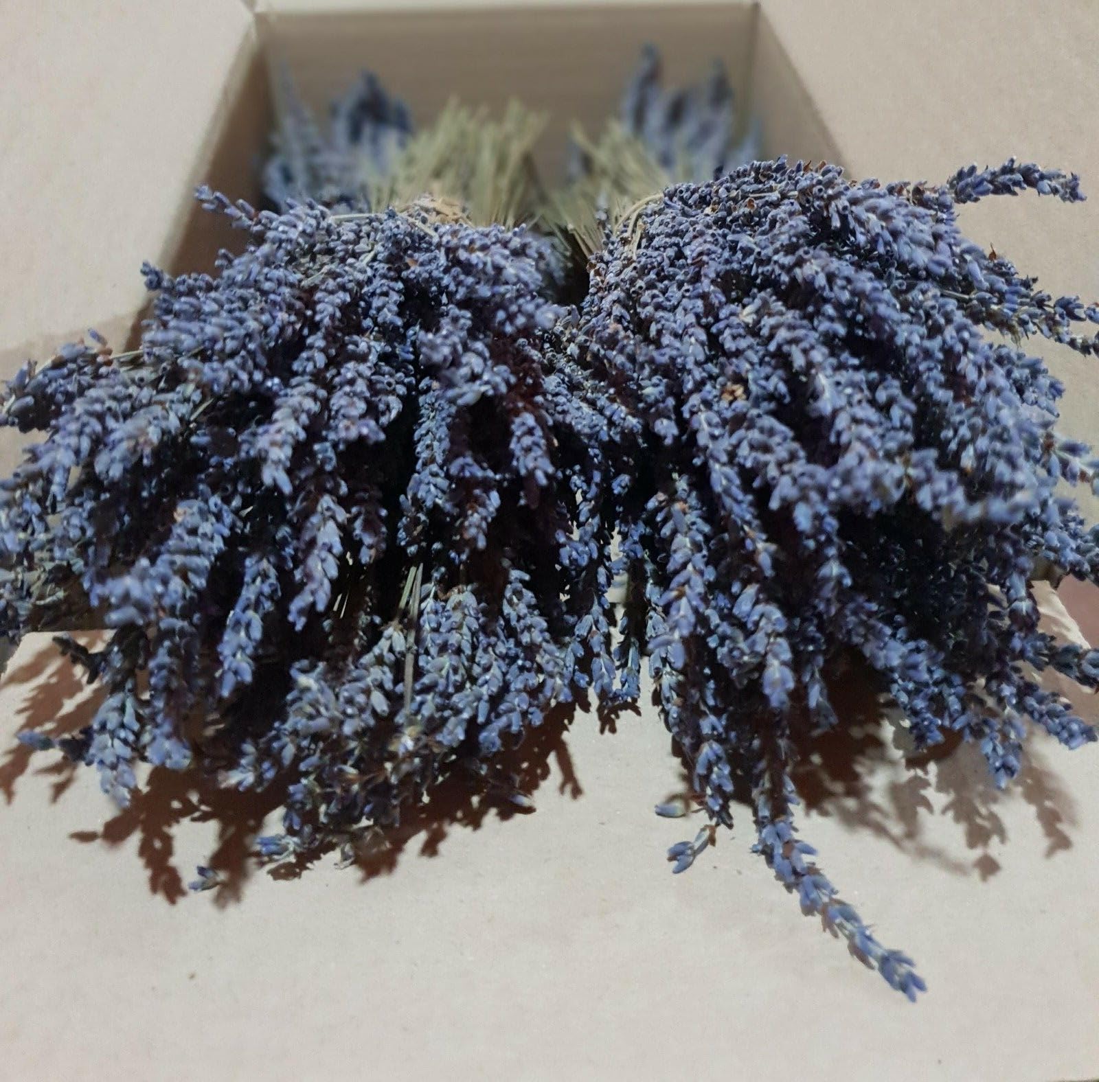Mazzi di Lavanda Essiccata Greca 300 Steli ciascuno, 1-22 Mazzi 32cm (10 mazzi)