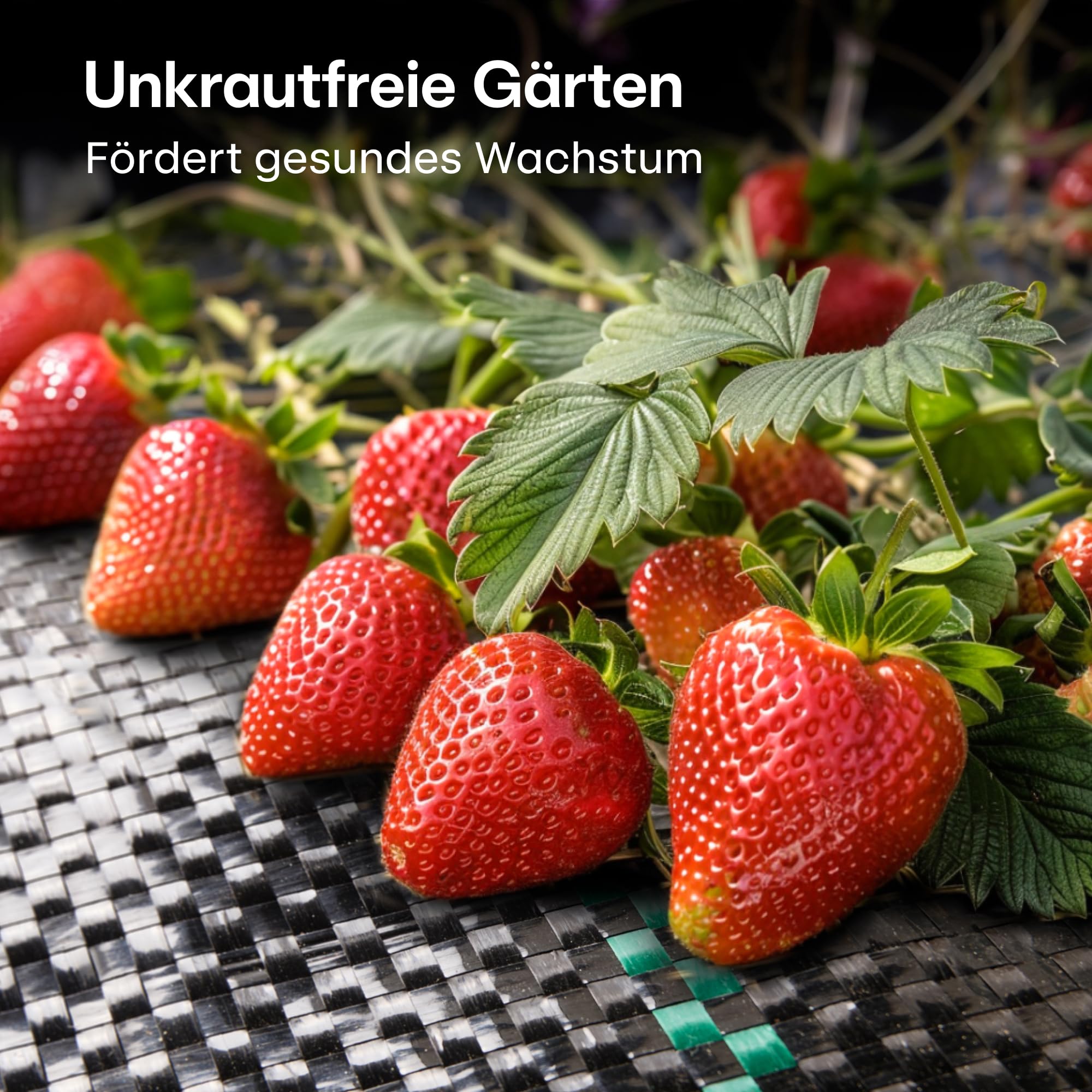 Praknu 50m² Anti Unkrautgewebe 100g/m² mit 24 Erdanker - Wasserdurchlässig & Extra Reißfest - Leicht zu Verlegen - UV Beständige Bändchengewebe - Ideal für Mulch und Kies