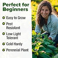 Vista 94 de HOME GROWN Más de 1000 semillas de cilantro para plantar en interiores o exteriores, hierbas tradicionales sin OMG, semillas de plantas de cilantro