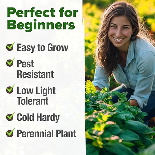 Miniatura 4 de HOME GROWN Semillas de menta sin OMG, paquete de 2,370 semillas de menta tradicionales para plantar. Cultiva plantas de menta en tu jardín de