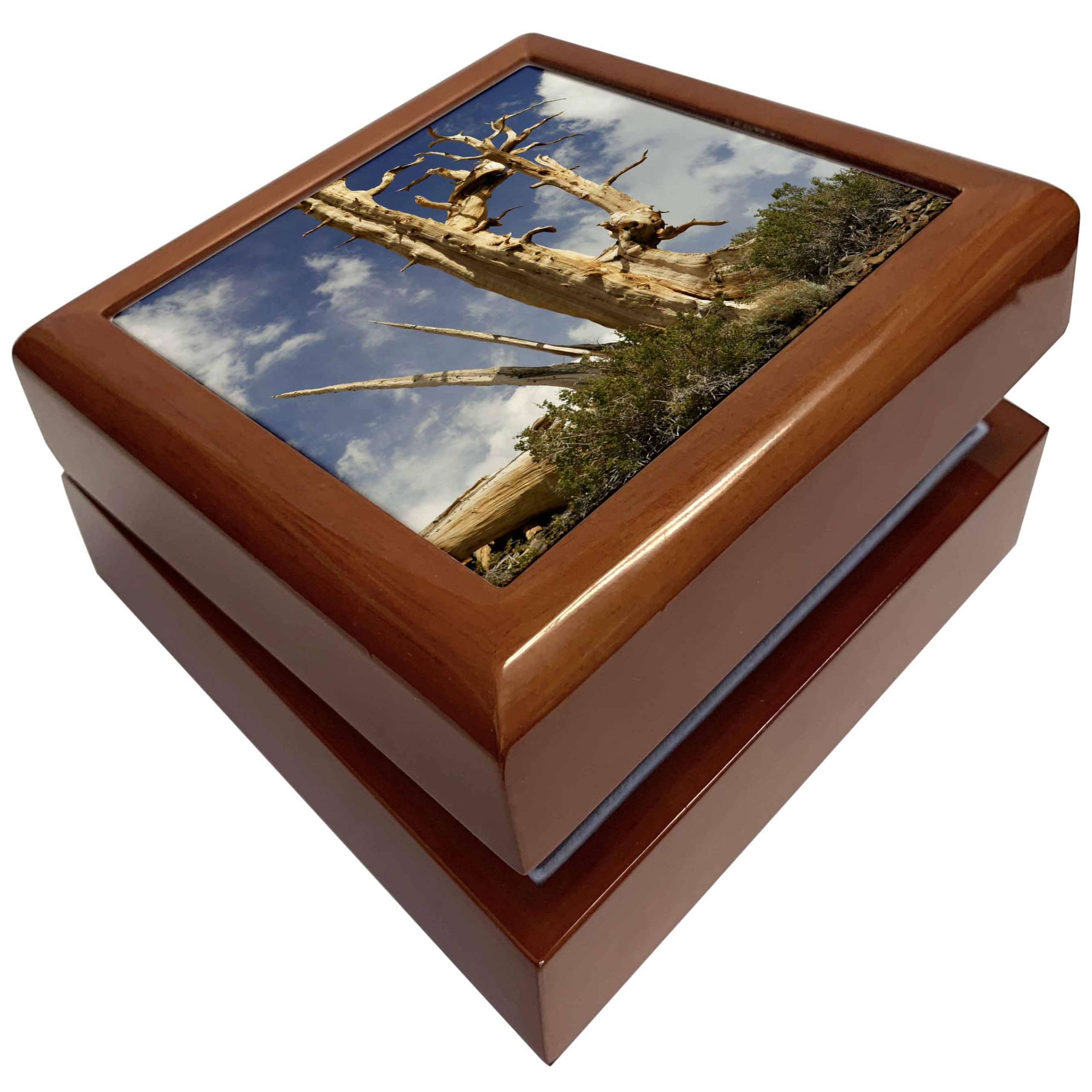 3dRose USA California, White Mountains, Bristlecone Pines - US05 BJY0039 - Jaynes Gallery, Jewelry Box jb-142633-1
