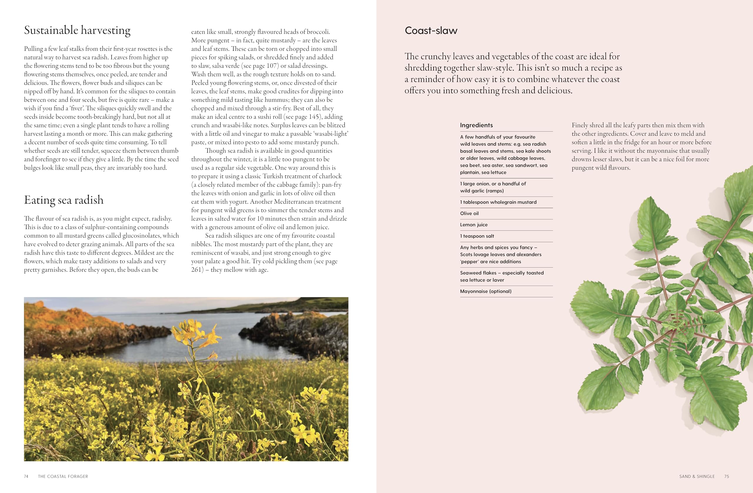 The Coastal Forager: Wild maritime food to preserve, cook, eat