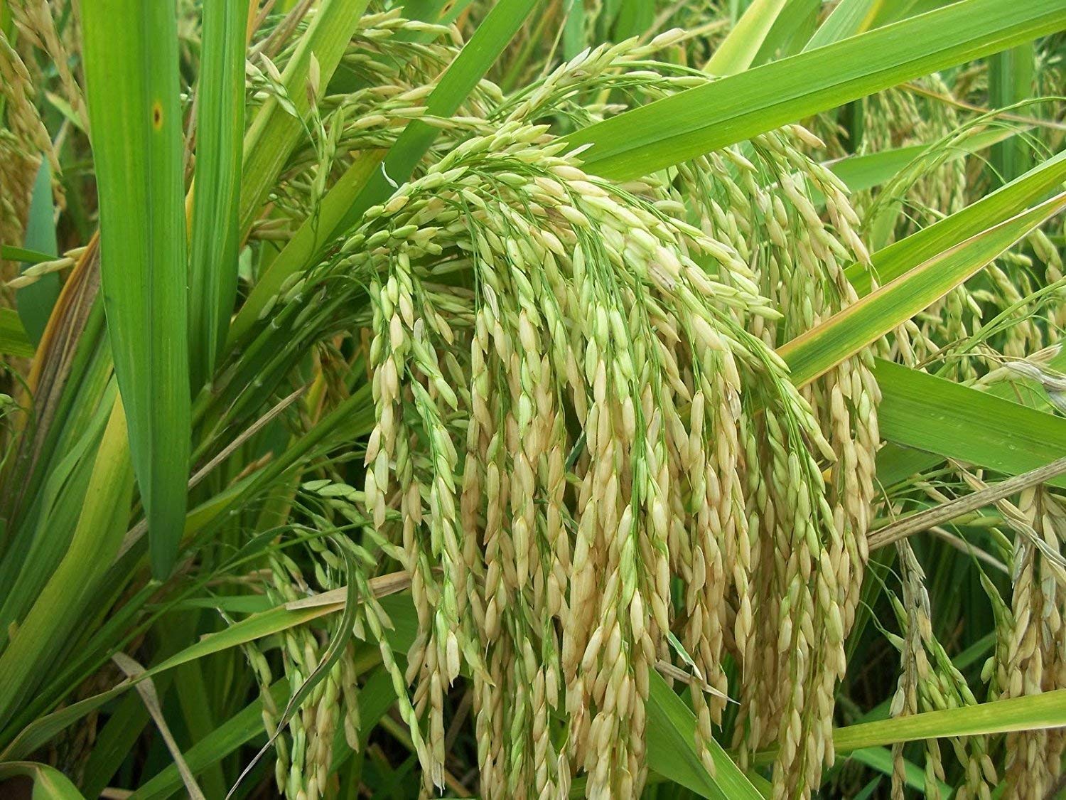 Sakshi Farms (S.F.) Pusa 1612 Rice Seeds Paddy Seeds for Sowing